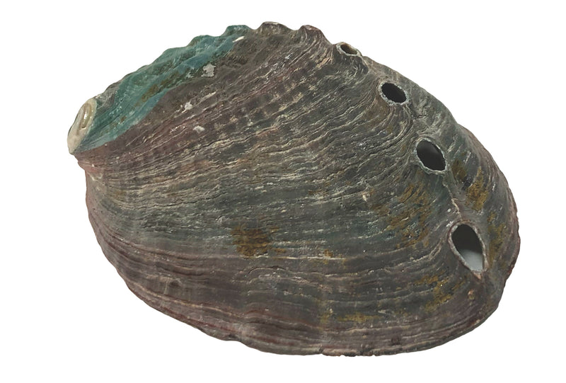 Natural Abalone Smudge Shell