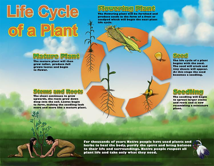 Life Cycle Poster